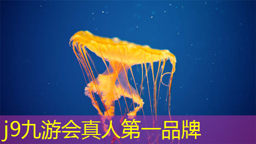j9九游真人游戏第一平台：打僵尸的3d电脑游戏叫什么